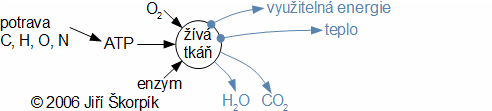 Transformace energie v živé buňce